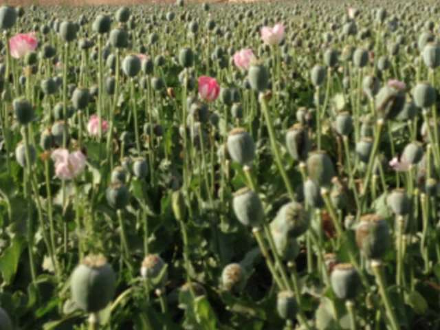 Opium cultivation quadruples despite Taliban ban