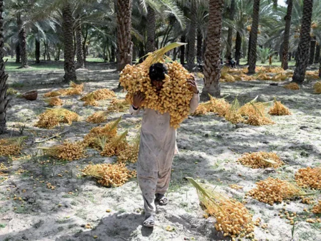 Date workers toil through rising heat in Sindh