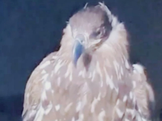 White eagle takes wing after 150 years