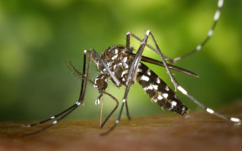 BD dengue outbreak worsens