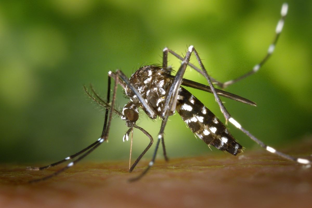 BD dengue outbreak worsens