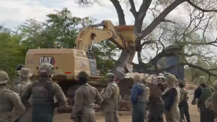 Tree nearly as old as US torn down to expand Mexico border wall