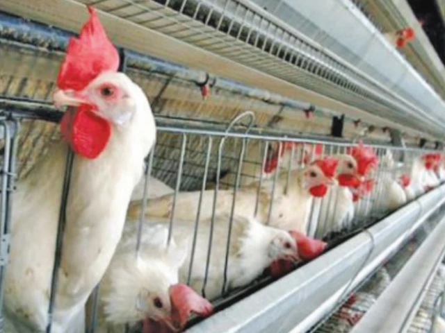 Poultry sector needs export strategy