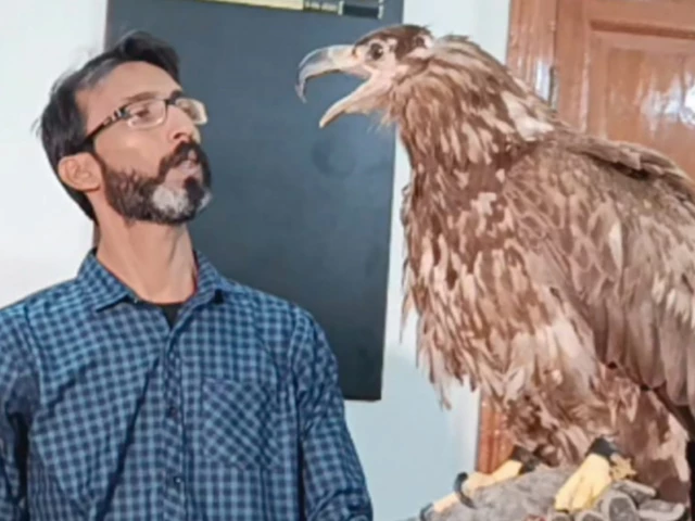 Rare eagle: From stitched eyes to open skies